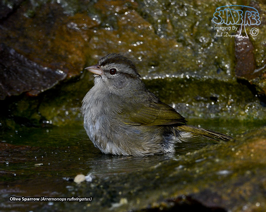 Olive Sparrow - Arremonops rufivirgatus
