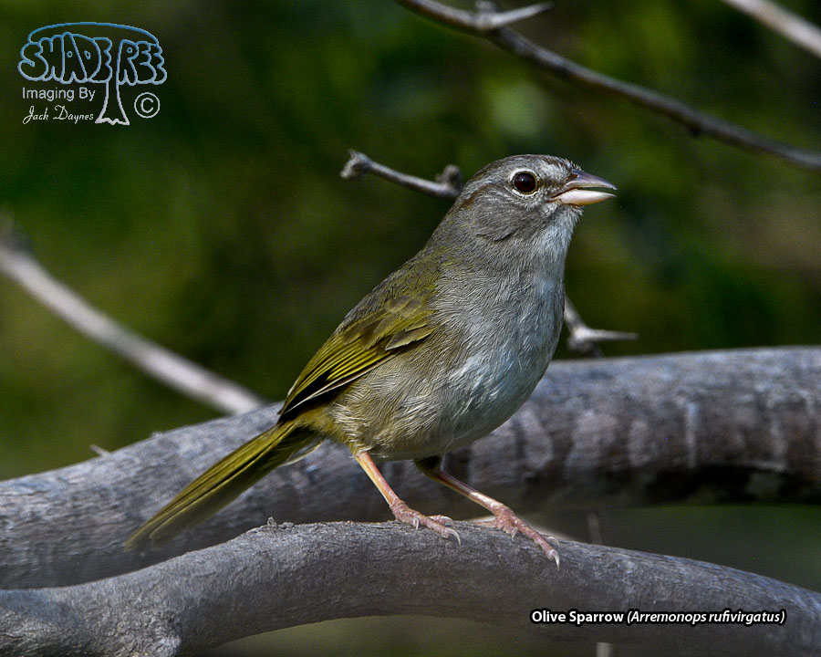 Olive Sparrow - Arremonops rufivirgatus