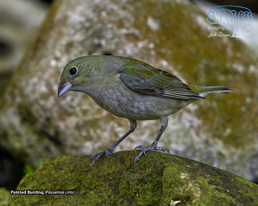 Painted Bunting - Passerina ciris