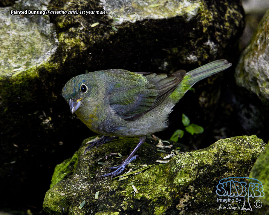 Painted Bunting - Passerina ciris