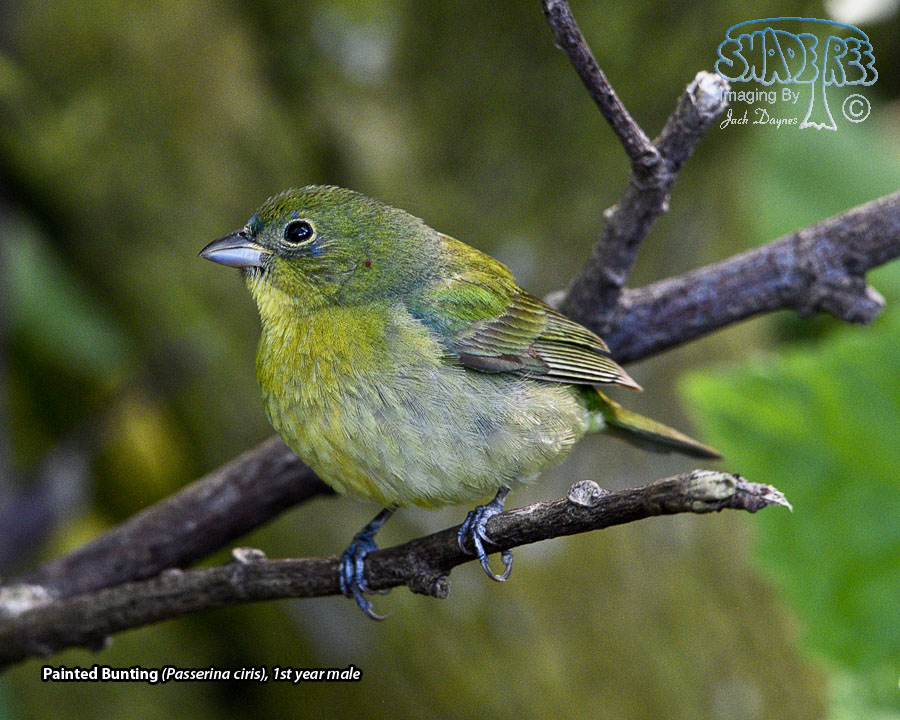 Painted Bunting - Passerina ciris
