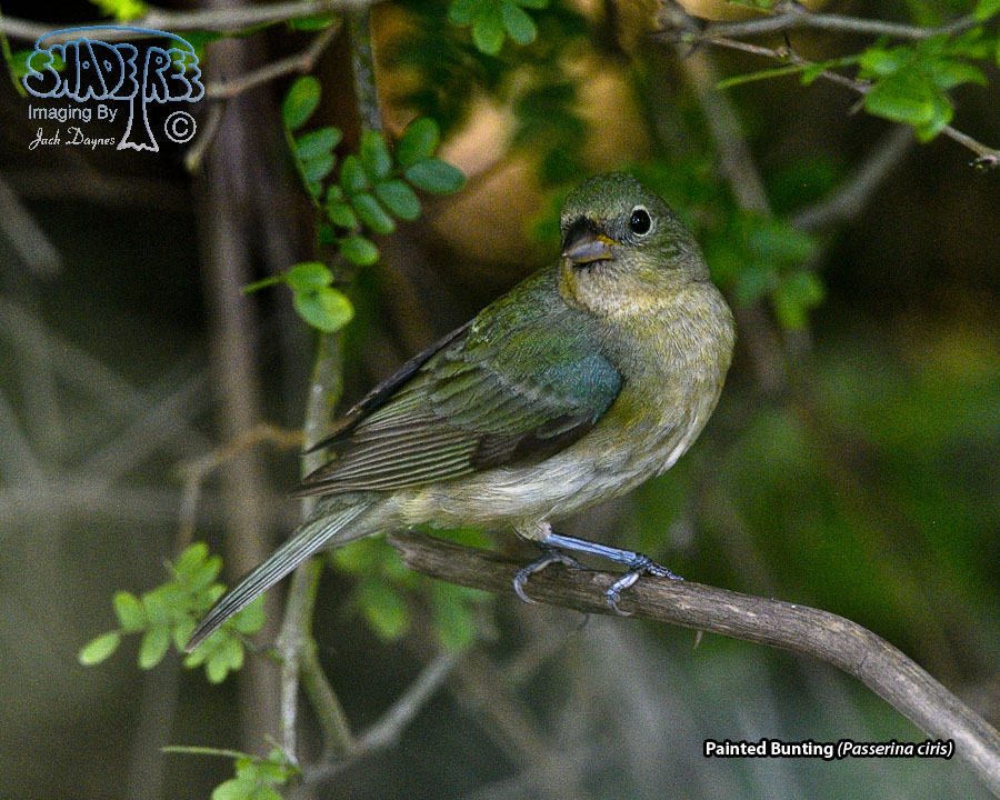 Painted Bunting - Passerina ciris