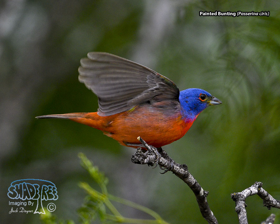 Painted Bunting - Passerina ciris
