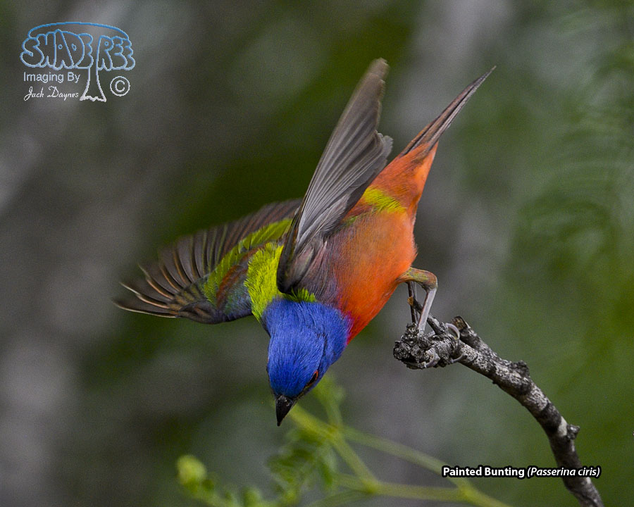Painted Bunting - Passerina ciris