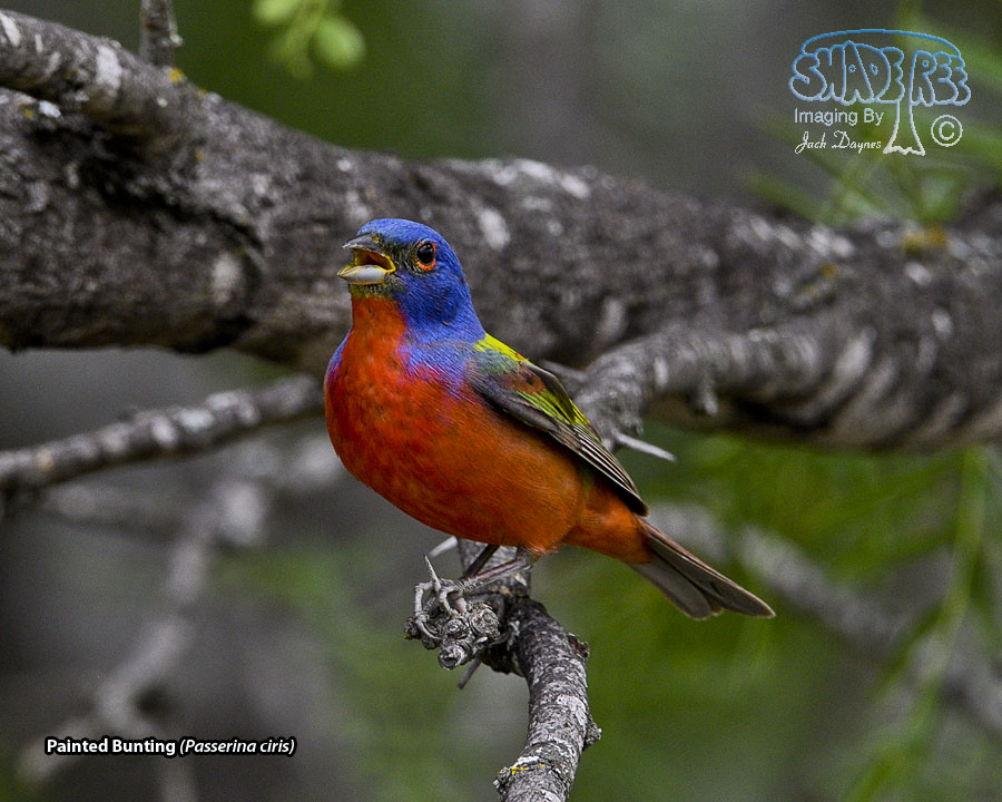 Painted Bunting - Passerina ciris