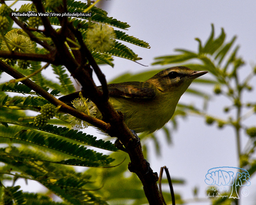 Philadelphia Vireo - Vireo philadelphicus