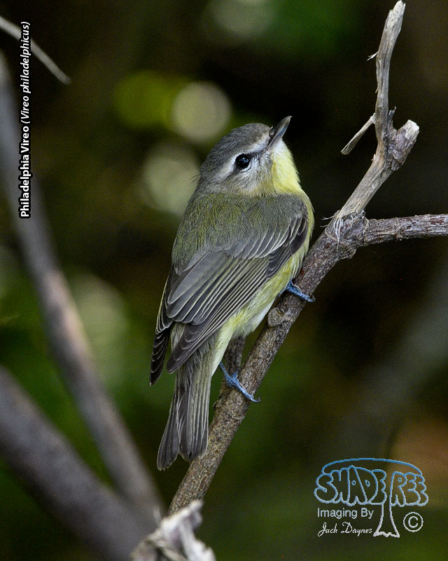 Philadelphia Vireo - Vireo philadelphicus