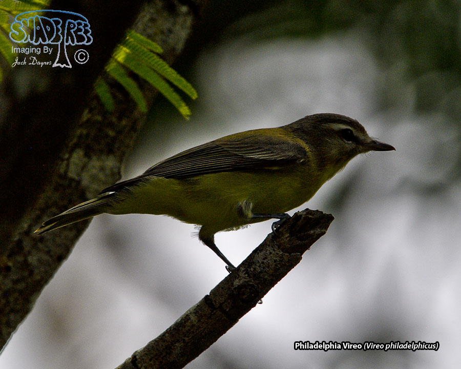 Philadelphia Vireo - Vireo philadelphicus