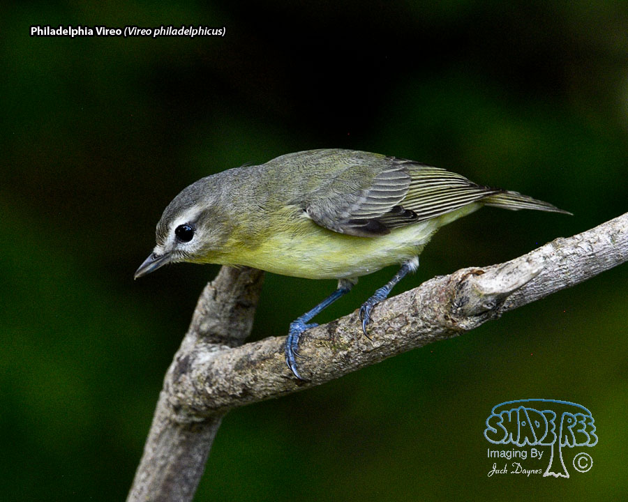Philadelphia Vireo - Vireo philadelphicus