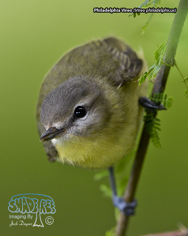 Philadelphia Vireo - Vireo philadelphicus