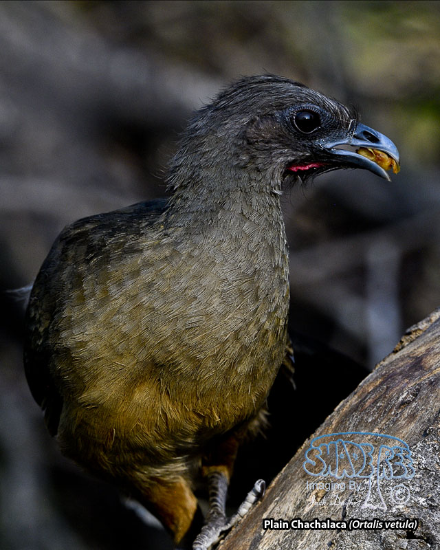 Plain Chachalaca - Ortalis vetula
