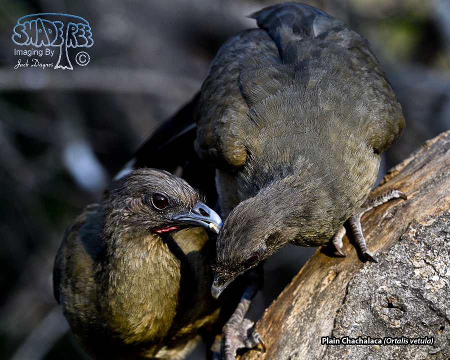 Plain Chachalaca - Ortalis vetula