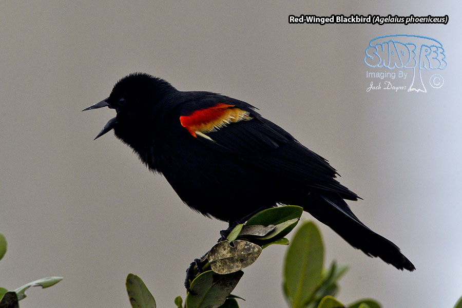Red-Winged Blackbird - Agelaius phoeniceus
