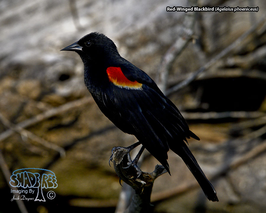 Red-Winged Blackbird - Agelaius phoeniceus