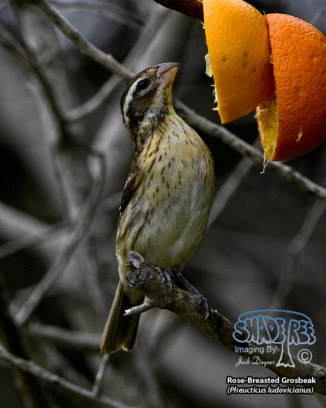 Rose-Breasted Grosbeak - Pheucticus ludovicianus