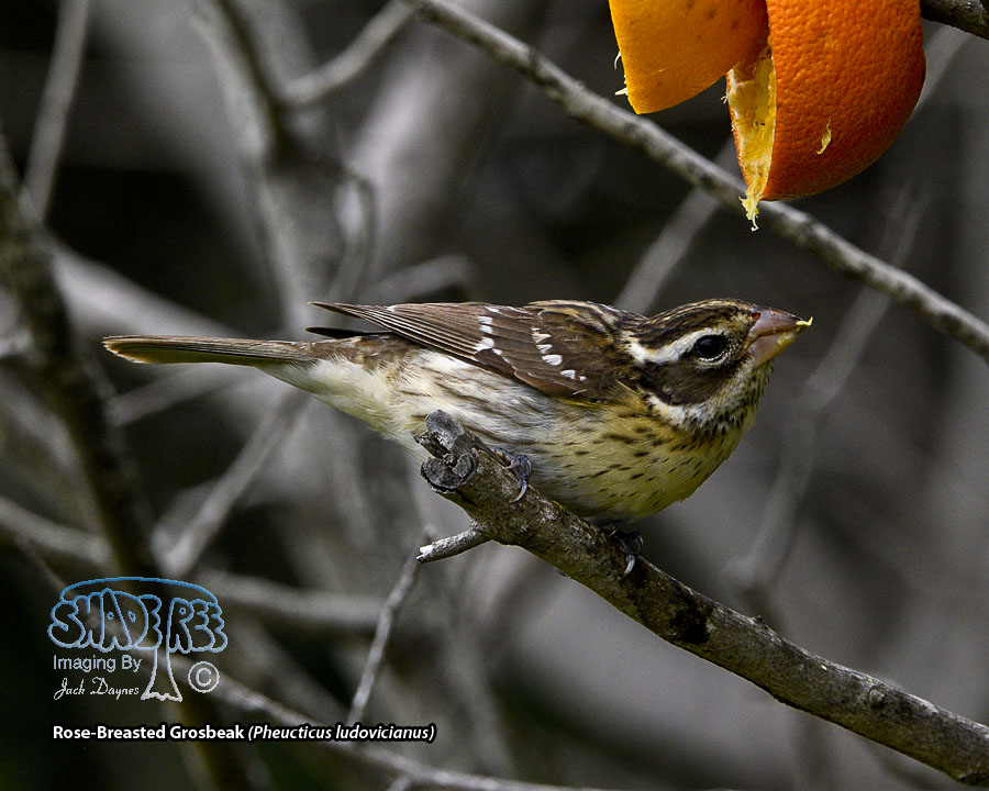 Rose-Breasted Grosbeak - Pheucticus ludovicianus