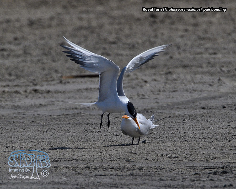 Royal Tern - Thalasseus maximus