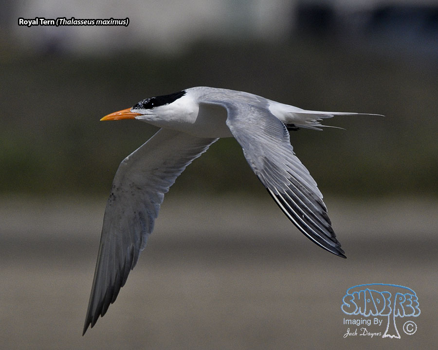 Royal Tern - Thalasseus maximus