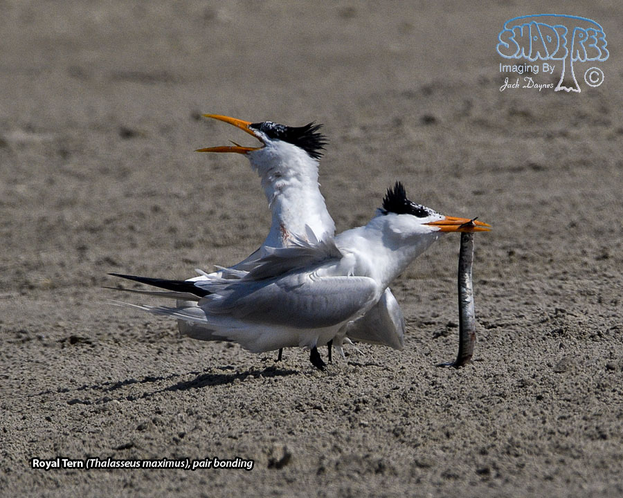 Royal Tern - Thalasseus maximus