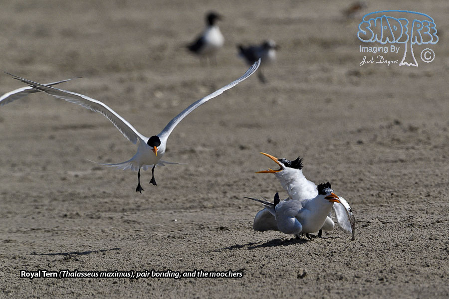 Royal Tern - Thalasseus maximus