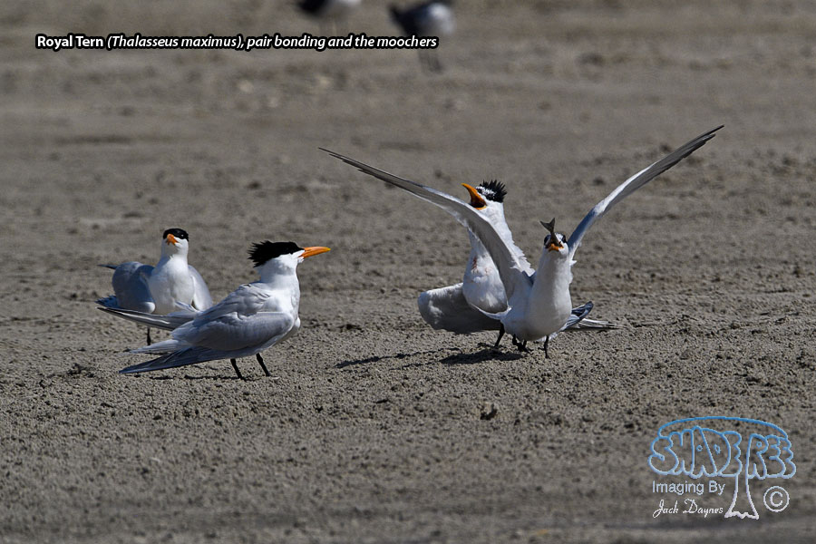 Royal Tern - Thalasseus maximus