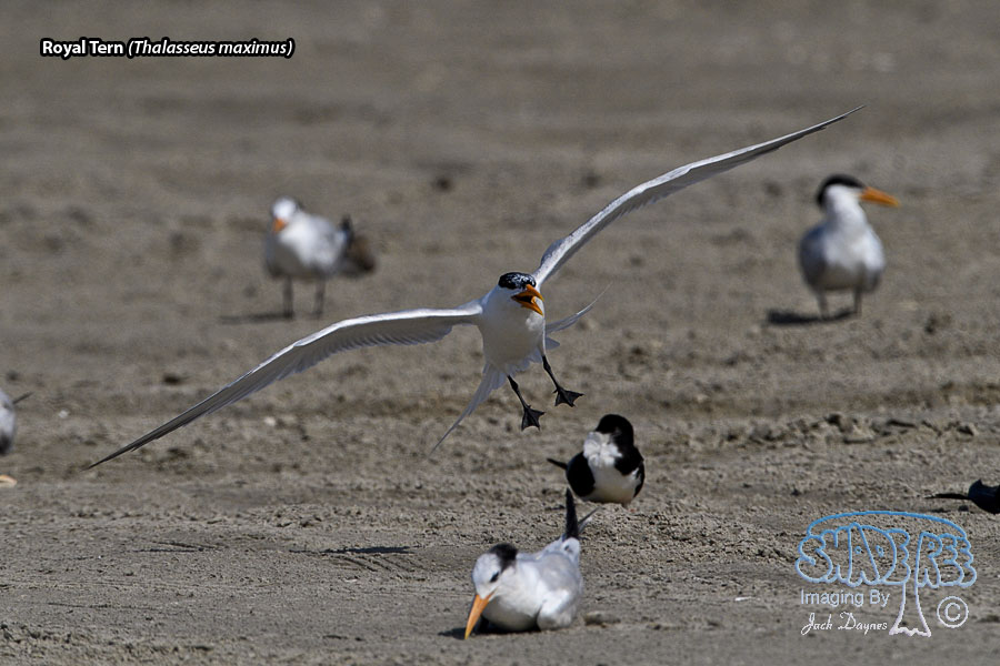 Royal Tern - Thalasseus maximus