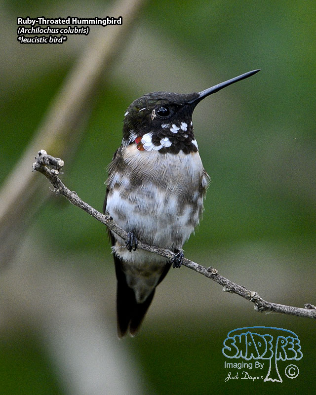 Ruby-Throated Hummingbird - Archilochus colubris