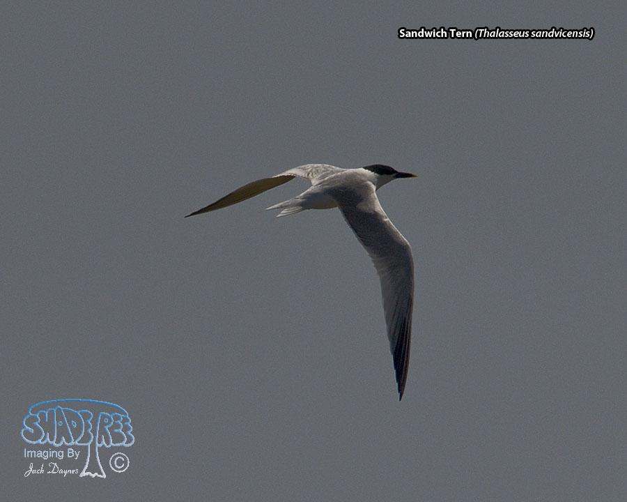 Sandwich Tern - Thalasseus sandvicensis