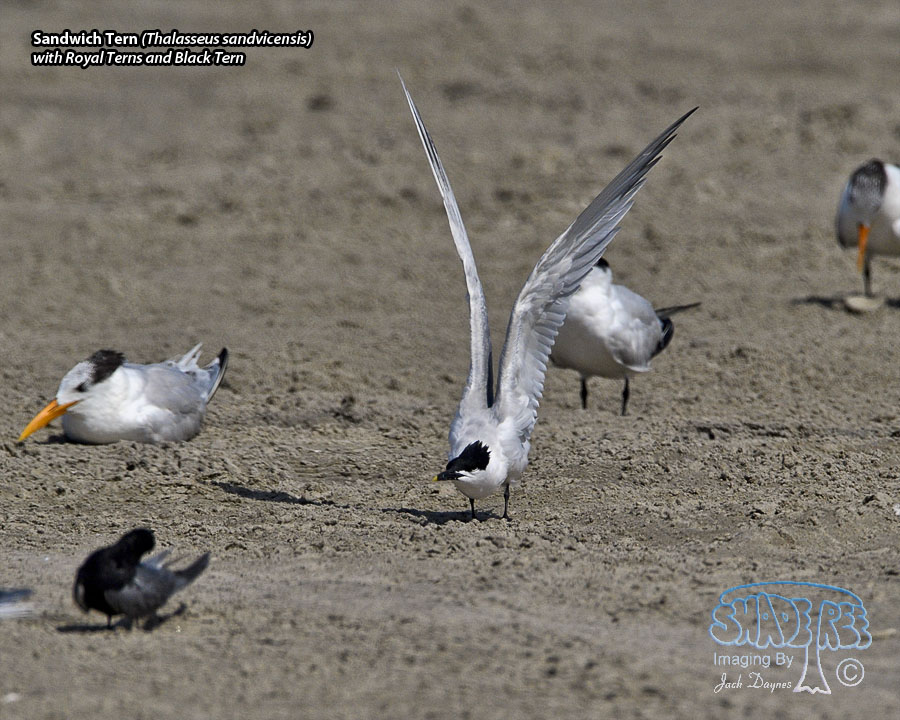 Sandwich Tern - Thalasseus sandvicensis
