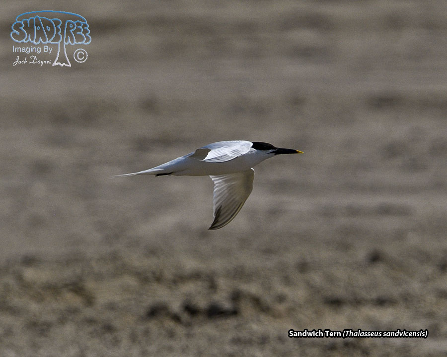 Sandwich Tern - Thalasseus sandvicensis
