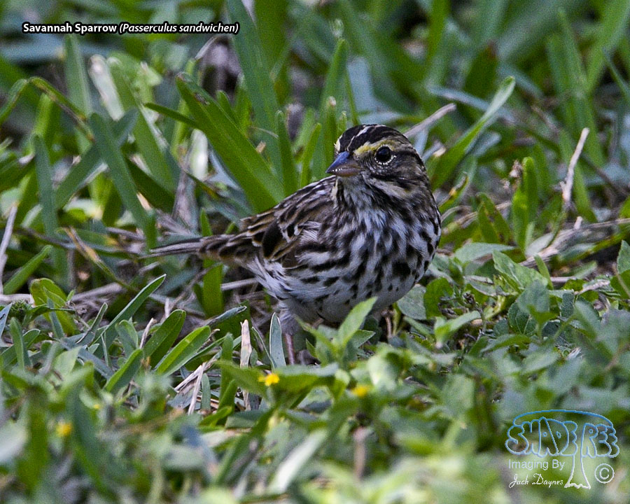 Savannah Sparrow - Passerculus sandwichensis