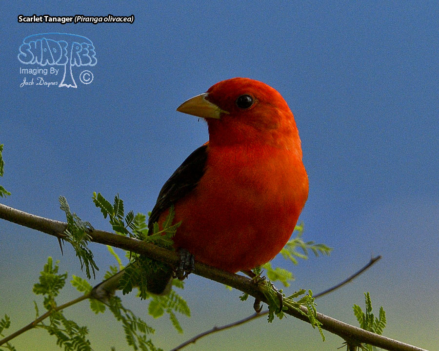 Scarlet Tanager - Piranga olivacea