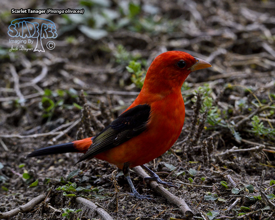 Scarlet Tanager - Piranga olivacea