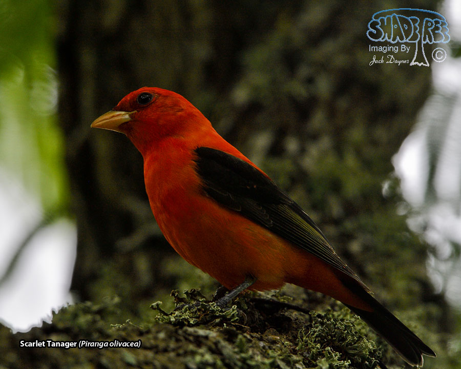Scarlet Tanager - Piranga olivacea