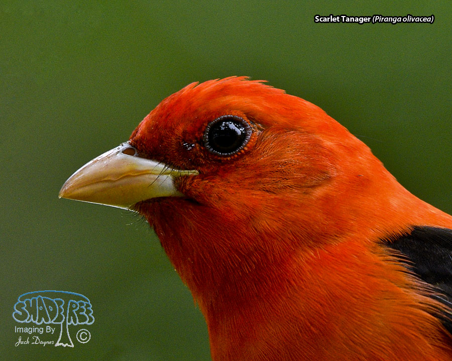 Scarlet Tanager - Piranga olivacea