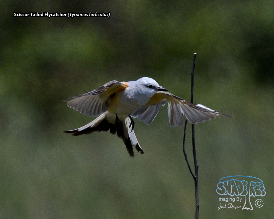 Scissor-Tailed Flycatcher - Tyrannus forficatus