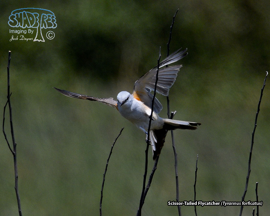 Scissor-Tailed Flycatcher - Tyrannus forficatus