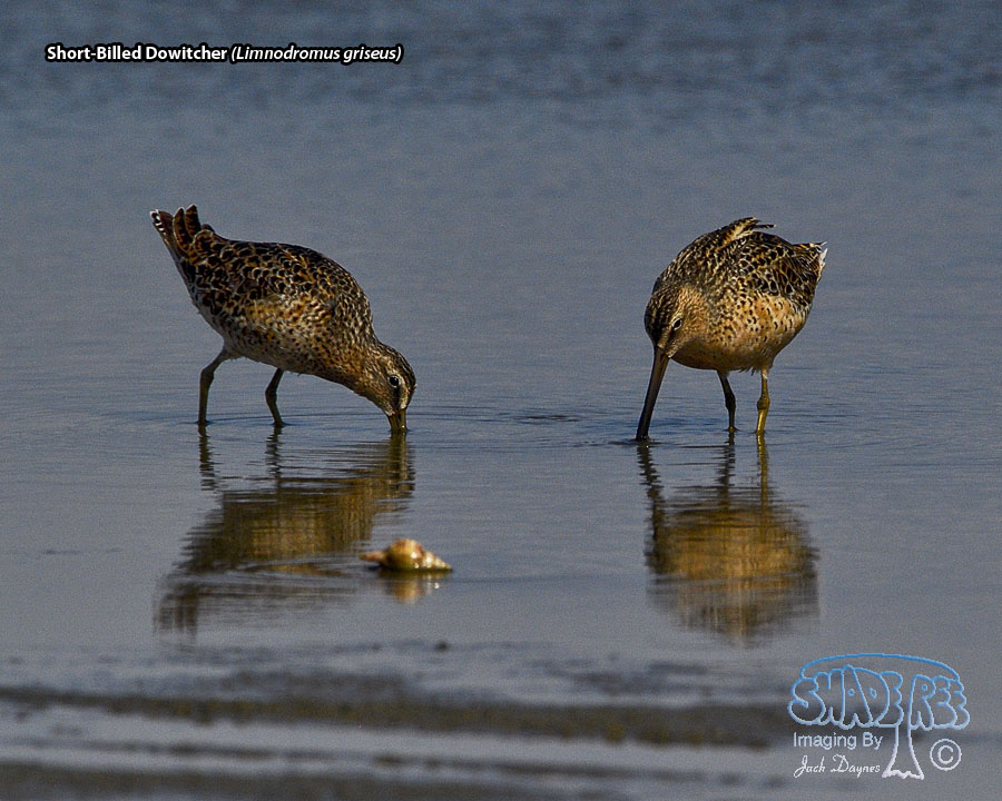 Short-Billed Dowitcher - Limnodromus griseus