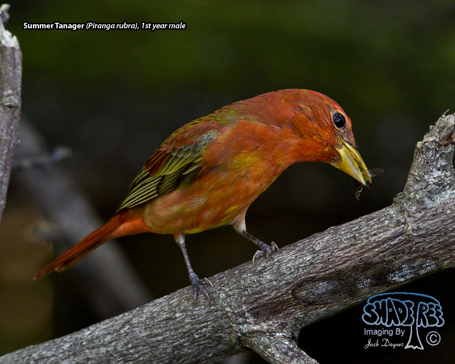 Summer Tanager - Piranga rubra