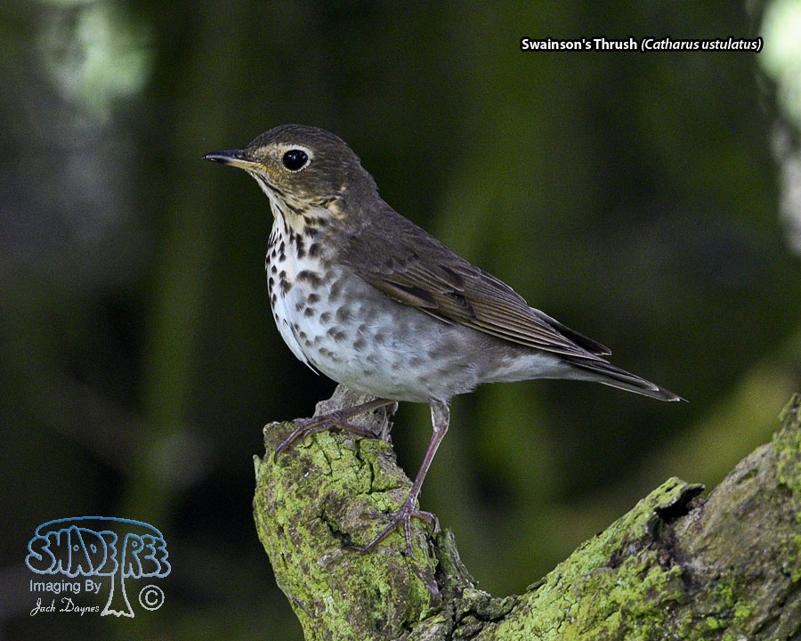 Swainson's Thrush - Catharus ustulatus