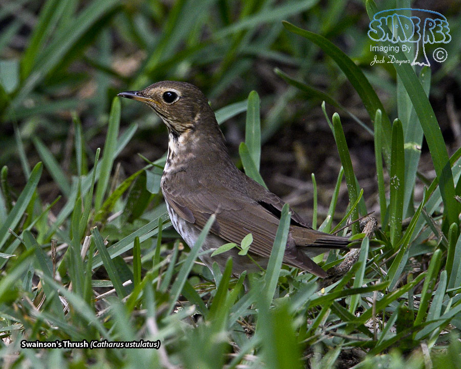 Swainson's Thrush - Catharus ustulatus