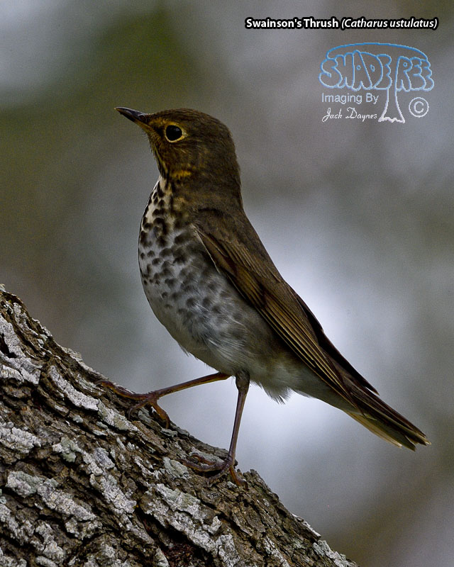 Swainson's Thrush - Catharus ustulatus