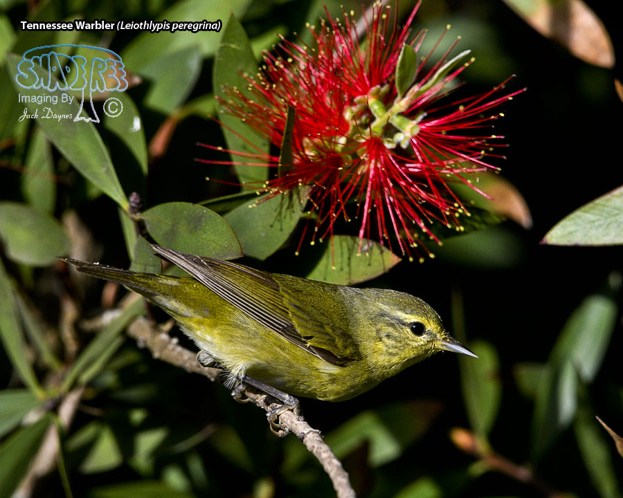 Tennessee Warbler - Leiothlypis peregrina