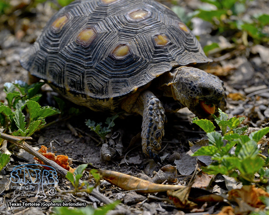 Texas Tortoise - Gopherus berlandieri