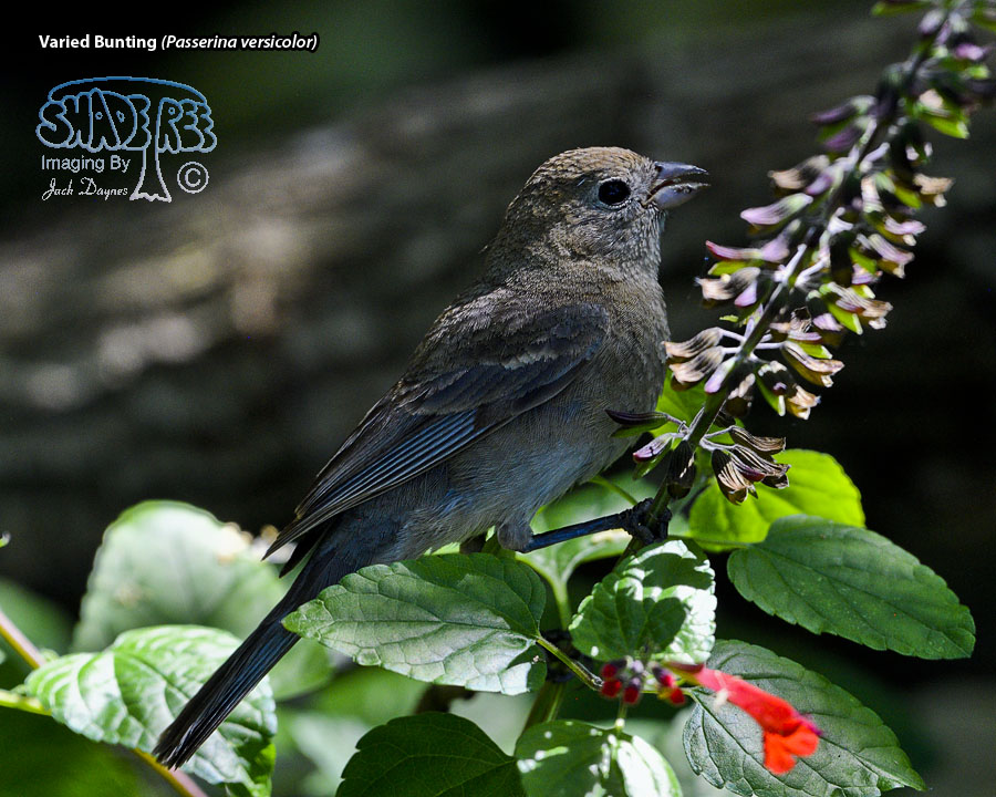 Varied Bunting - Passerina versicolor