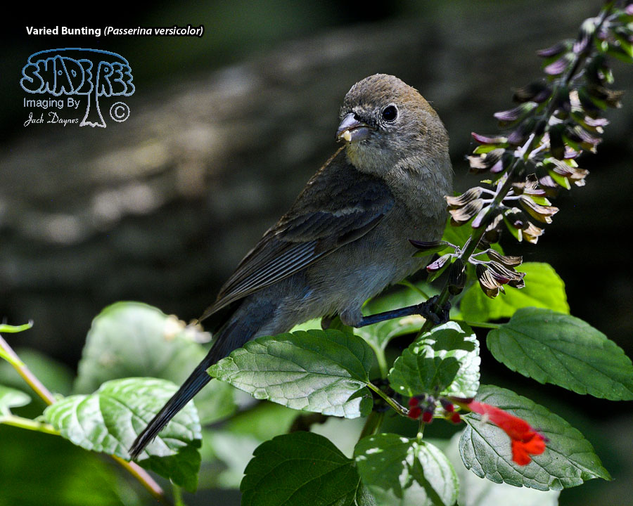 Varied Bunting - Passerina versicolor