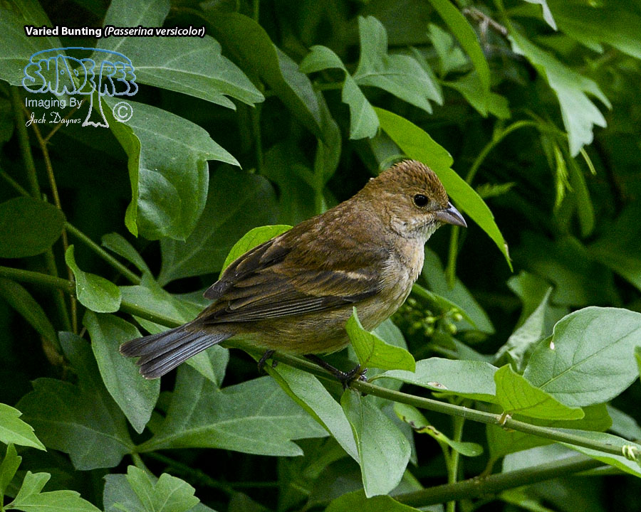 Varied Bunting - Passerina versicolor