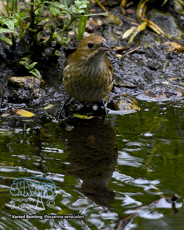 Varied Bunting - Passerina versicolor