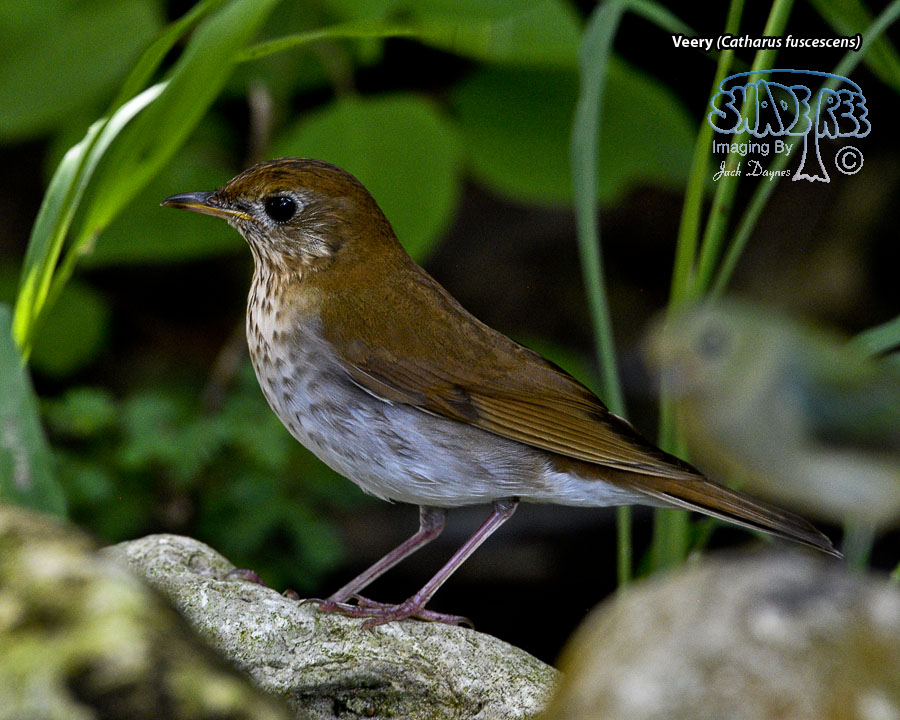 Veery - Catharus fuscescens