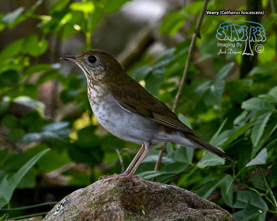 Veery - Catharus fuscescens